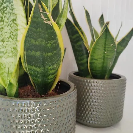 Apartment Balneo Canet-en-Roussillon