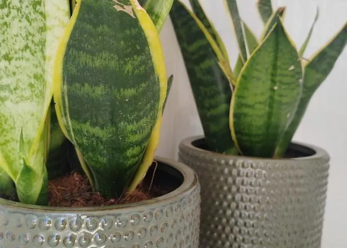 Daire Balneo Canet-en-Roussillon